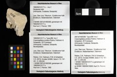 Foto (Objekt + Etiketten) von Decapoda indet. 